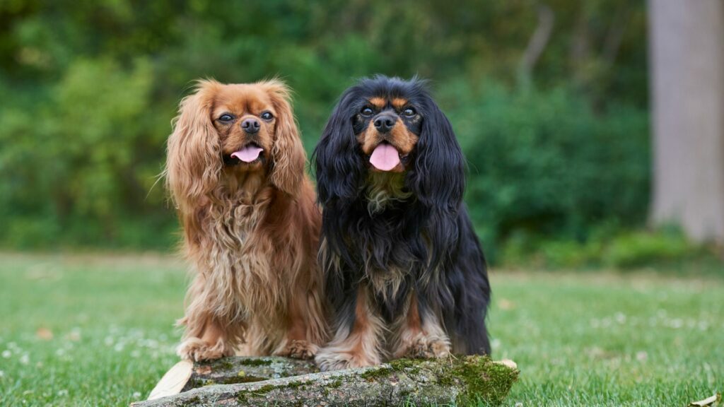  dog breeds for couples
