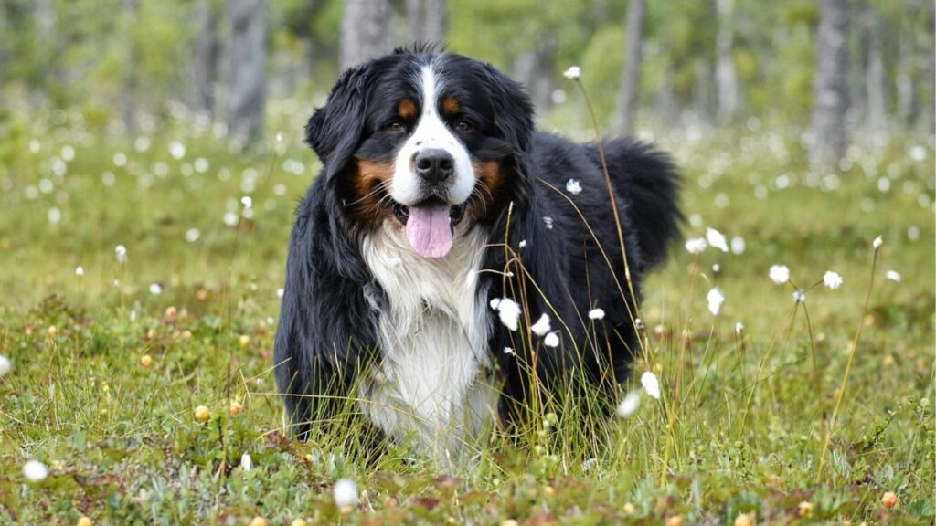 large dog breeds for couples
