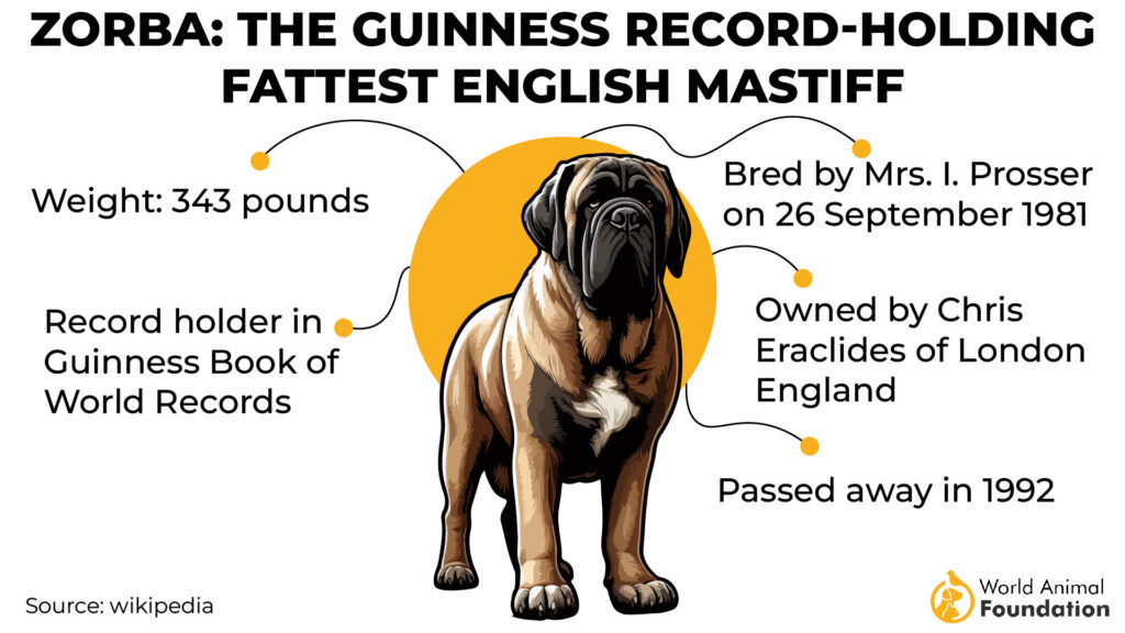 Fattest Dog English Mastiff Zorba