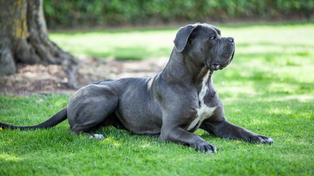 best Guard Dog  breed  in the world