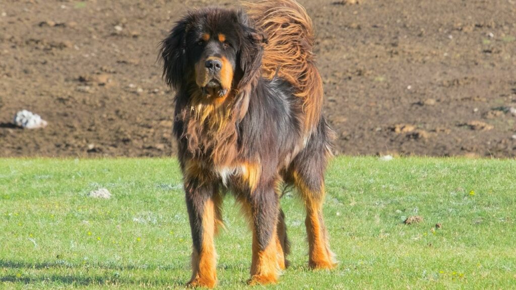 largest guard dog breed