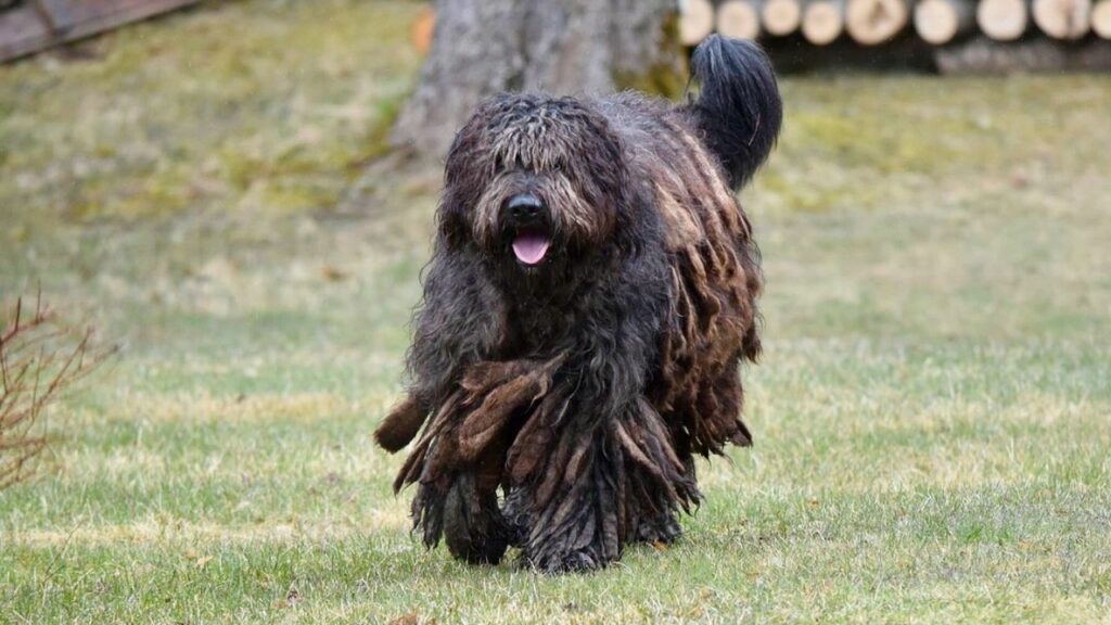 dog that looks like a mop
