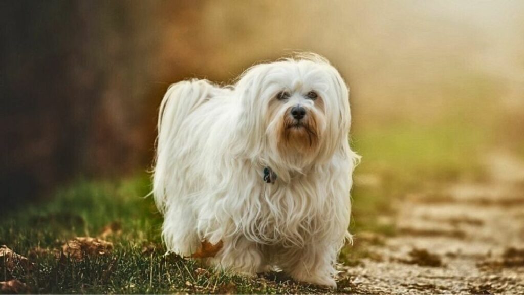 dog that looks like a mop 
