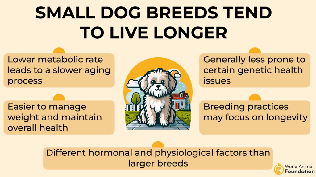 Small dog breeds tend to live longer