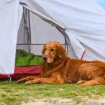 best dog breeds for camping