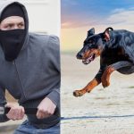guard dog breeds for protecting against vehicle theft