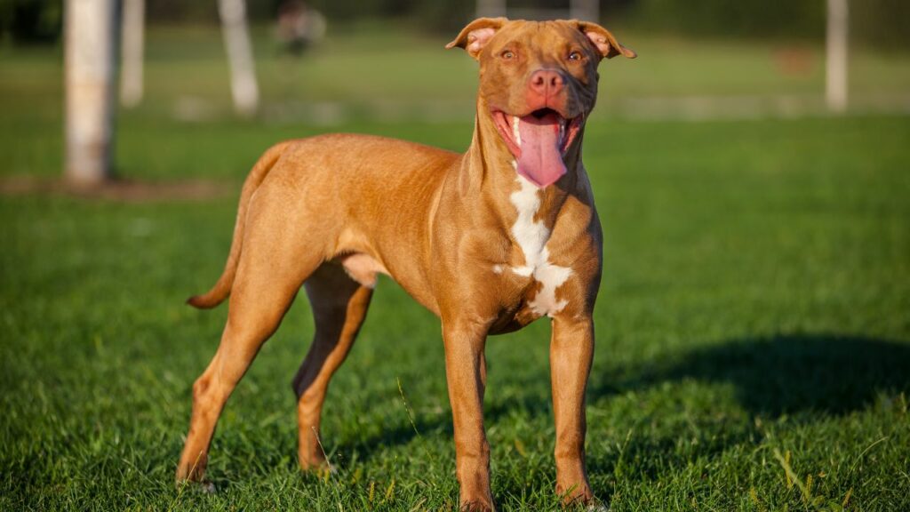 pictures of American big dog breeds
