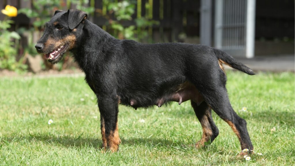 Dog Breeds for Boar Protection
