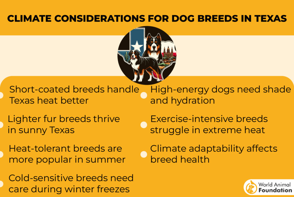 Climate Considerations for Dog Breeds in Texas