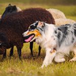 7 American Farm Dog Breeds that Excel in Rural Environments