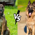 Belgian Malinois vs German Shepherd