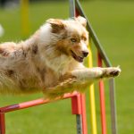 Most Athletic Dog Breeds in America