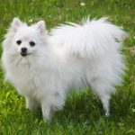 Small American Dog Breeds