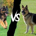 king shepherd vs german shepherd