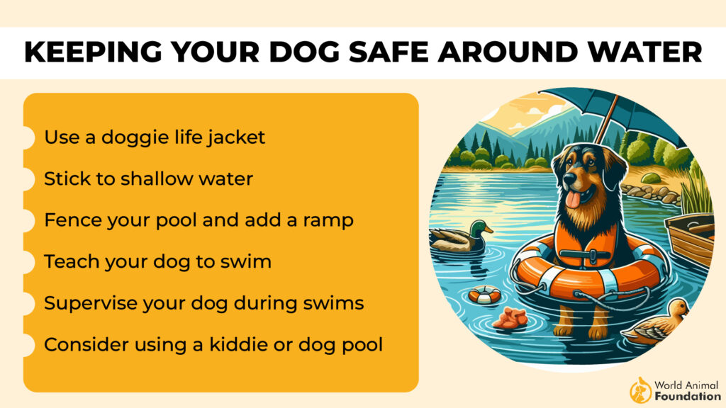 Keeping Your Dog Safe Around Water
