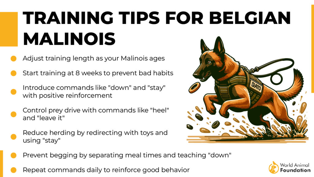 Training Tips for Belgian Malinois