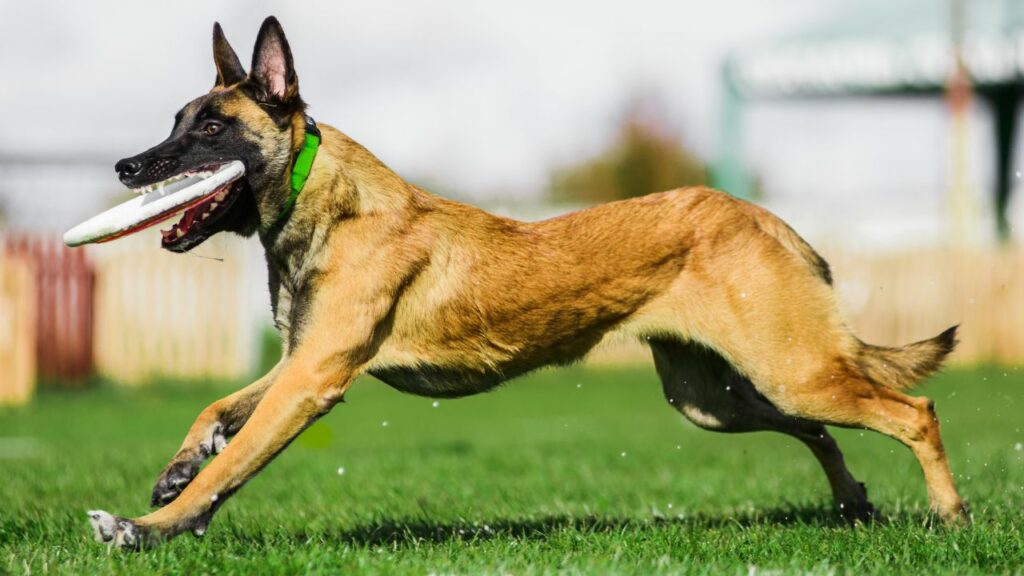 Pros and Cons of Belgian Malinois