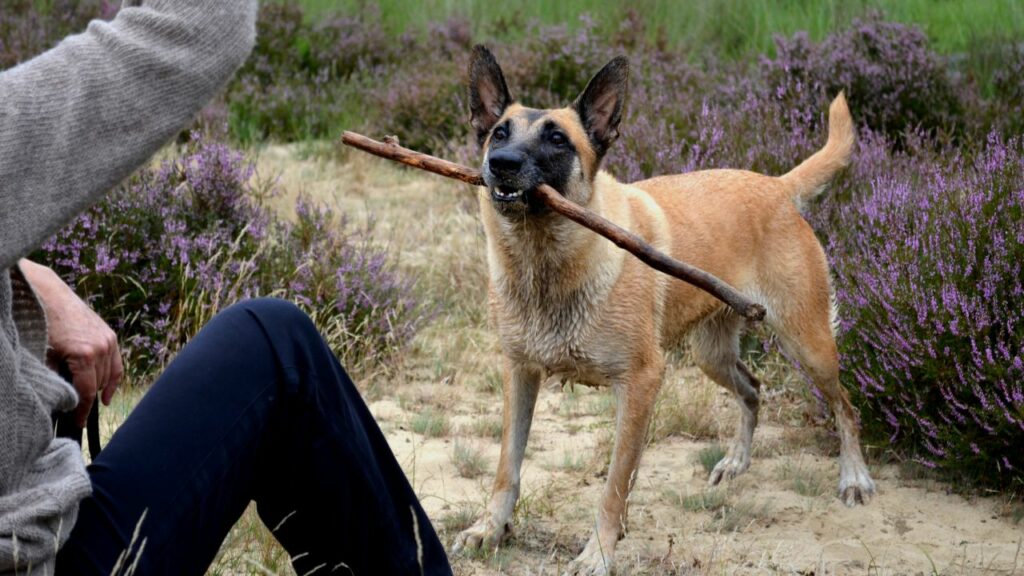 what are the pros and cons of a belgian malinois